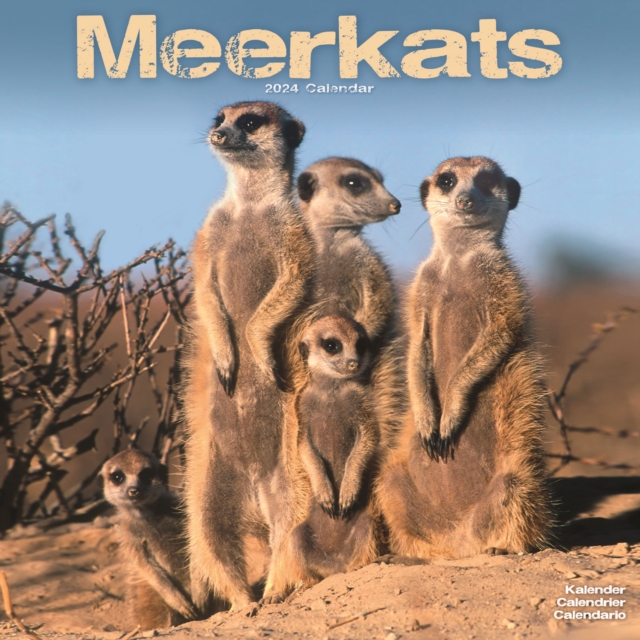 Meerkats Calendar 2024  Square Wildlife Safari Wall Calendar - 16 Month, Calendar Book