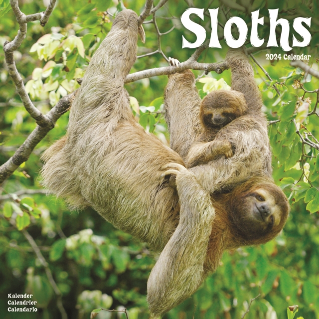 Sloths Calendar 2024  Square Animal Wall Calendar - 16 Month, Calendar Book