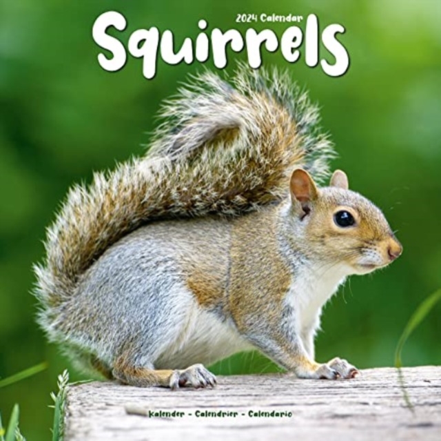 Squirrels Calendar 2024  Square Animal Wall Calendar - 16 Month, Calendar Book