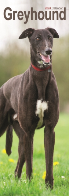 Greyhound Slim Calendar 2024  Dog Breed Slimline Calendar - 12 Month, Calendar Book