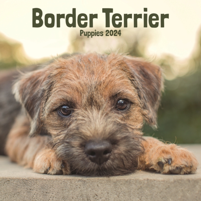 Border Terrier Puppies Mini Calendar 2024, Calendar Book