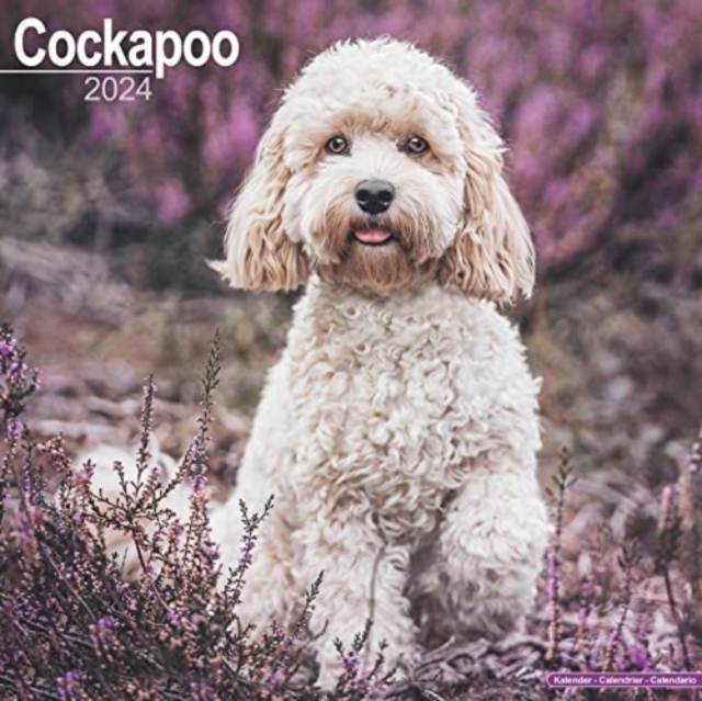 Cockapoo Calendar 2024  Square Dog Breed Wall Calendar - 16 Month, Calendar Book