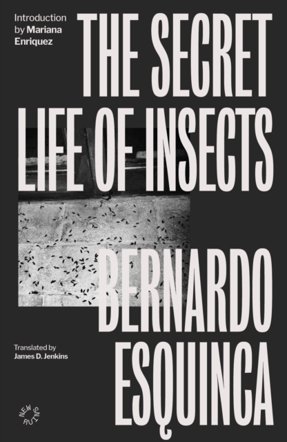 The Secret Life of Insects, Paperback / softback Book