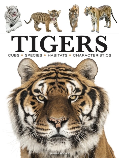Tigers, Paperback / softback Book