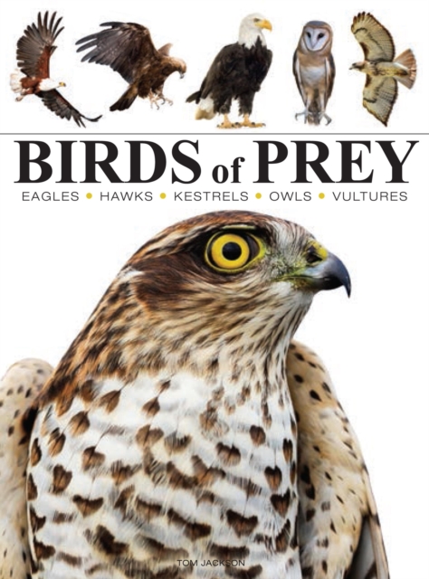 Birds of Prey, Paperback / softback Book