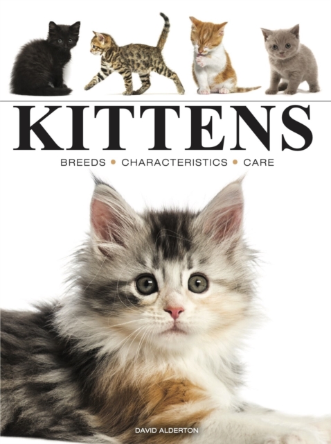 Kittens, Paperback / softback Book