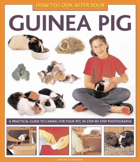 How to Look After Your Guinea Pig, Hardback Book