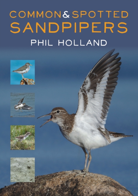 Common and Spotted Sandpipers, Paperback / softback Book