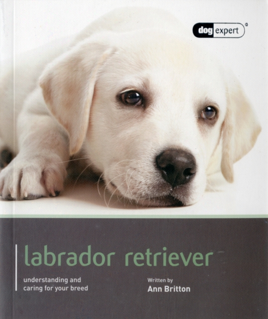 Labrador - Dog Expert, Paperback / softback Book