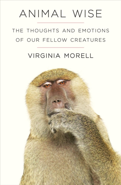 Animal Wise : The Thoughts and Emotions of Animals, Paperback / softback Book