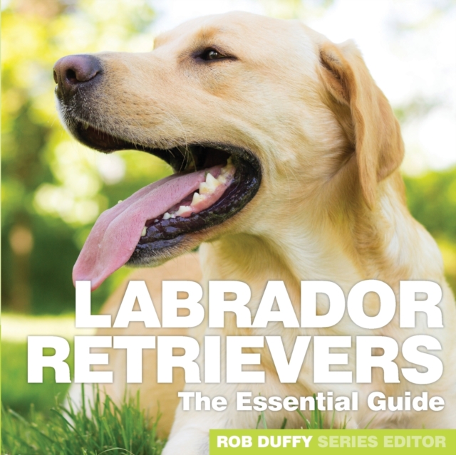 Labrador Retrievers : The Essential Guide, Paperback / softback Book