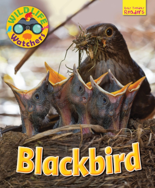 Wildlife Watchers: Blackbird, Paperback / softback Book