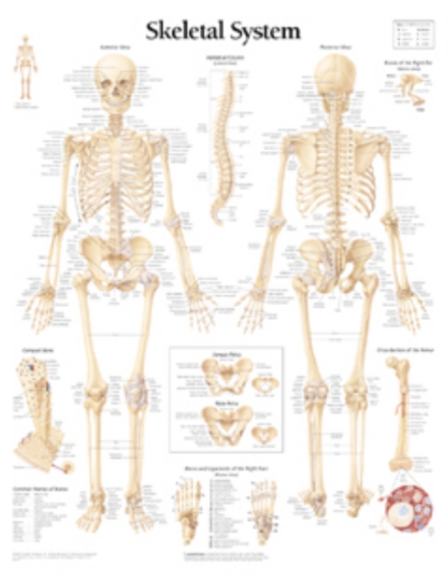 Skeletal System Laminated Poster, Poster Book