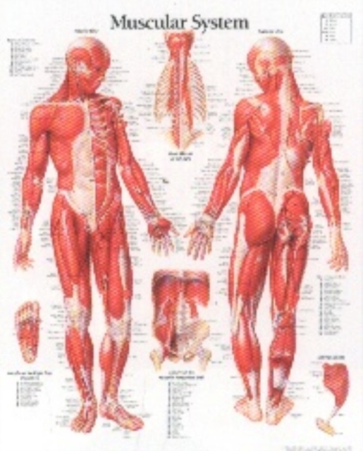 Muscular System with Male Figure Laminated Poster, Poster Book