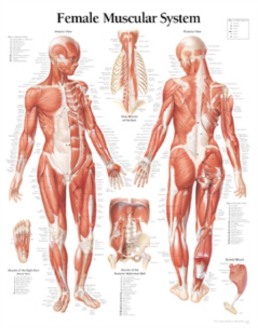 Muscular System with Female Figure Laminated Poster, Poster Book