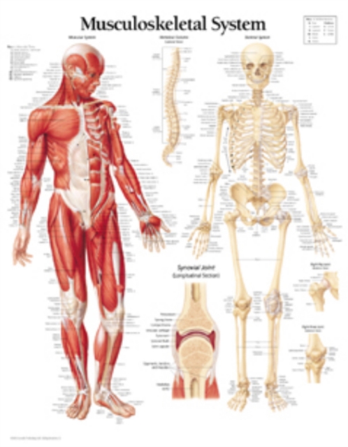 Musculoskeletal System Laminated Poster, Poster Book