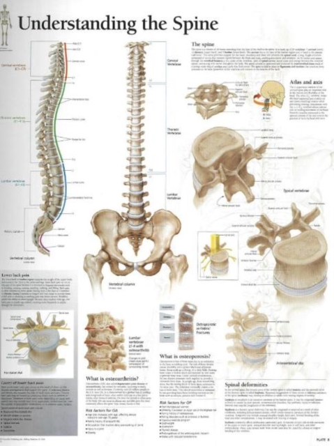 Understanding the Spine Laminated Poster, Poster Book