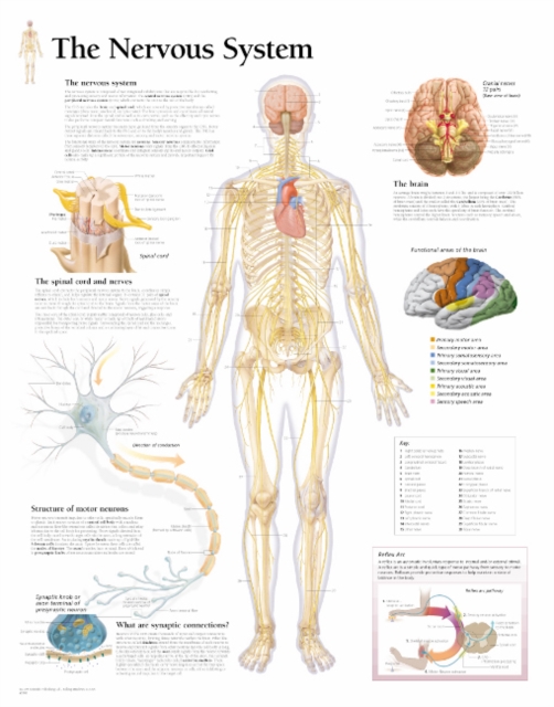 Nervous System Laminated Poster, Poster Book