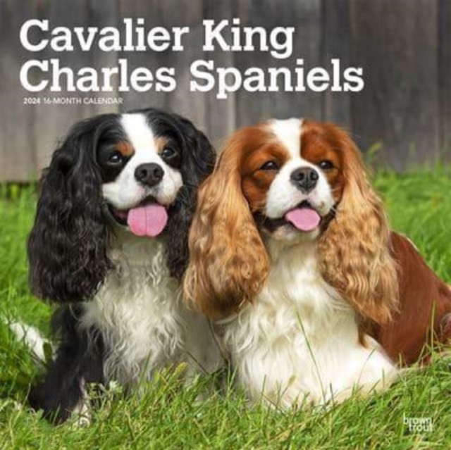 CAVALIER KING CHARLES SPANIELS 2024 SQUA 9781975462253 Telegraph