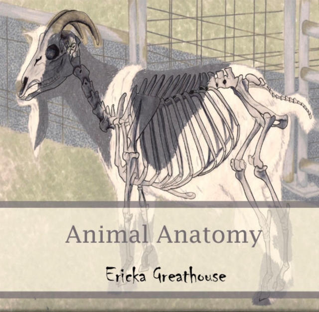 Animal Anatomy, PDF eBook
