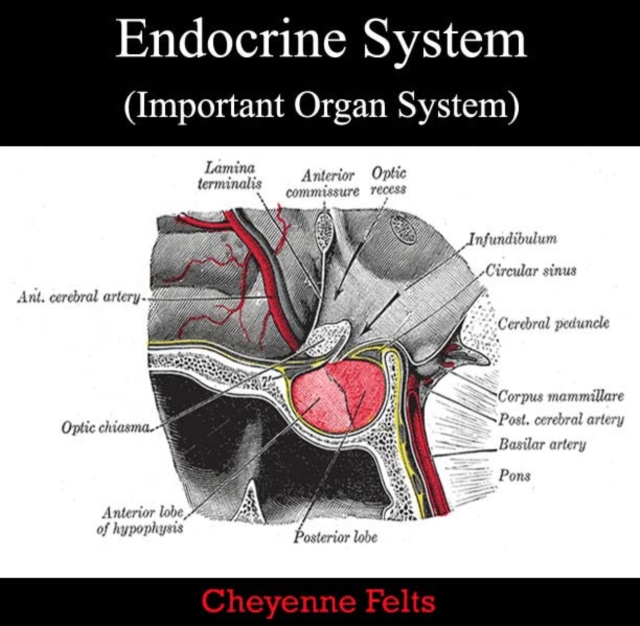 Endocrine System (Important Organ System), PDF eBook