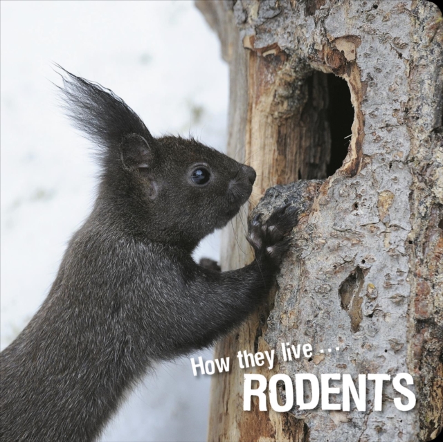 How they live... Rodents, EPUB eBook
