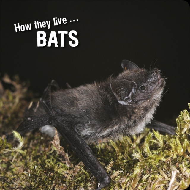 How they live... Bats, EPUB eBook