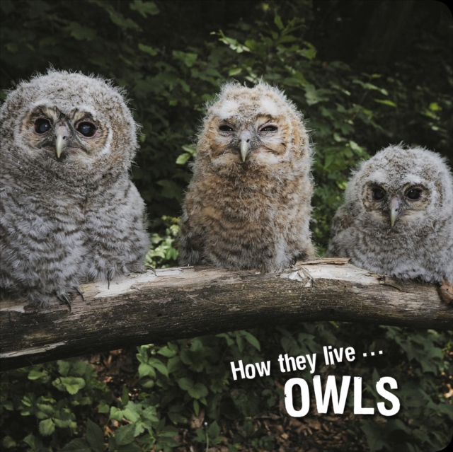 How they live... Owls, EPUB eBook